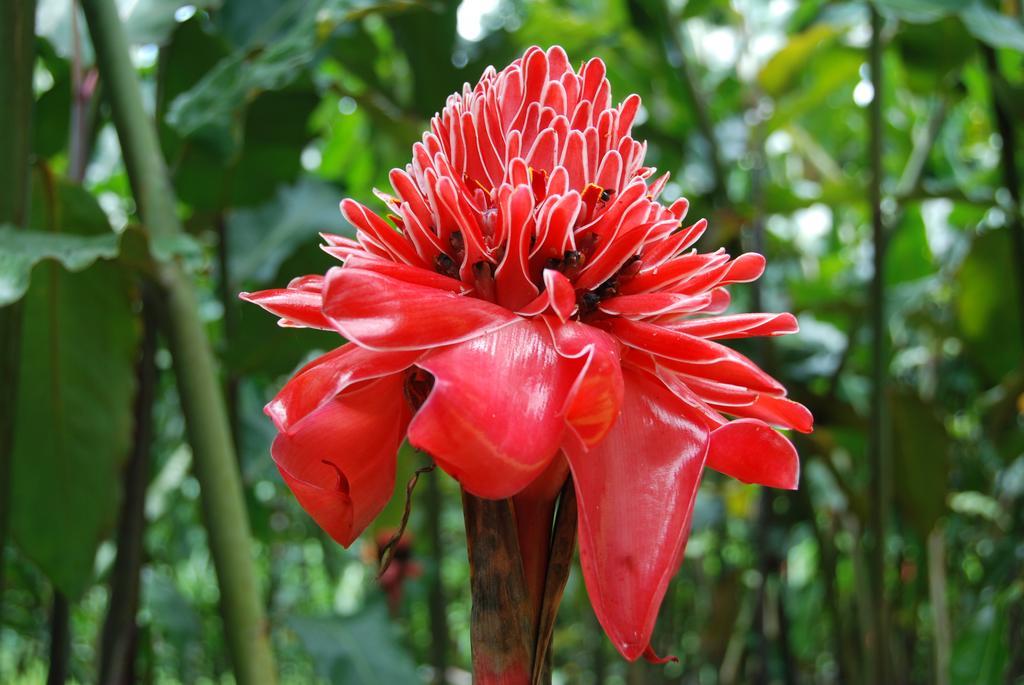 Bed and Breakfast Heliconia Island Las Horquetas Exterior foto